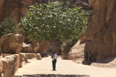 Mirror of unique tree