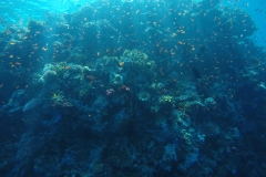 Window into sea life