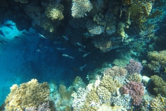 Window into the channel of fish