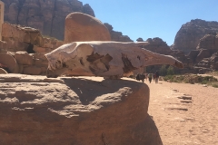 Window into camel skull