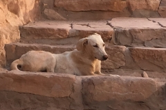 Window into dog guarding mosque