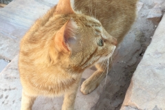 Window into cat's perspective